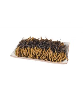 西藏那曲冬蟲夏草 (1両)(140-160條)